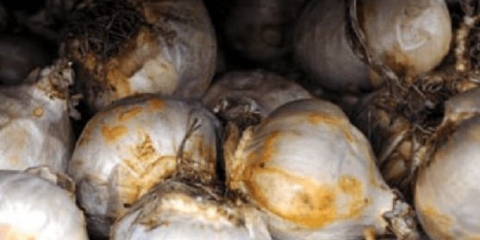 Trebam li iskopati zumbule: nakon cvatnje, za zimu, svake godine